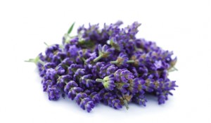 Stockfresh_173479_pile-of-lavender_sizeXS_790458