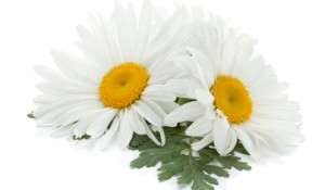 Stockfresh_1937328_two-chamomile-flowers-with-leaves_sizeXS_617d06