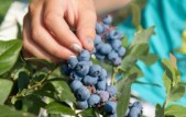 Blauwe bessen plukken voor de thee Blauwe bessen plukken voor de thee
