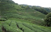 Uitzicht theevelden Taiwan