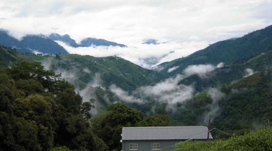 Misty Mountains Taiwan - High Mountain Tea