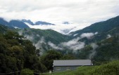 Misty Mountains Taiwan - High Mountain Tea