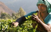 Nieuw seizoen theeplukken - India Nieuw seizoen theeplukken - India