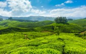 Theevelden India Theevelden India
