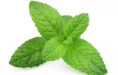 Stockfresh_2327217_fresh-mint_sizeXS_cdb6f1 Stockfresh_2327217_fresh-mint_sizeXS_cdb6f1
