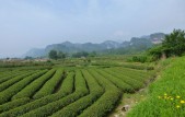Theevelden China Theevelden China