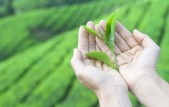 Two leaves and a bud in handen